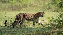 All Inclusive Yala National Park Jeep Safari from Colombo