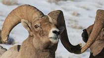 Jackson Hole & Grand Teton Park - Half-Day Wildlife Tour - Morning