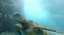 Ultimate Ocean Encounters Midday Snorkel