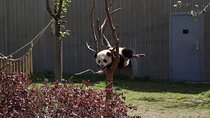 Chengdu Panda Base and Drop off Shuangliu International Airport(CTU) Day Tour