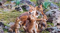 Bale Mountains National Park – 5 Day Tour