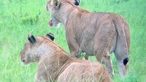 1 Day Safari to Mikumi National Park