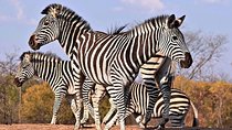 Classic Zimbabwe Safari