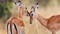 1 Day tour of Lake Nakuru National Park