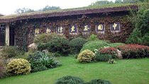 Hangzhou Day Trip Dragon Well Tea Plantation and Culture Tour