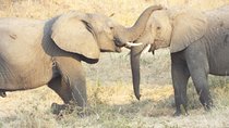 1 Night / 2 days at Mikumi National Park