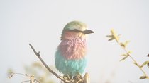 3 days safari to Mikumi National Park