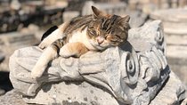 Customized Ephesus Tour from Kusadasi Port