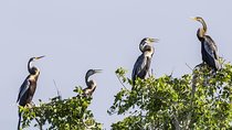 Bundala National Park Safari from Unawatuna 