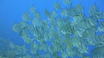 Advanced PADI Diving Course