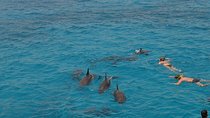 Hurghada Boat Trip to See Dolphins With Snorkeling and Lunch 