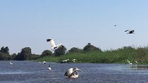 Private Tour Prek Toal Bird Sanctuary Off Beaten Track 