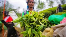 Nuwara Eliya & Kandy | 2 Days Tour