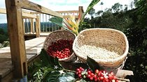 the acacias coffe farm