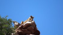 Big 5 African Safari near Cape Town 