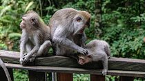 Amazing Day Tour: Highlights of Ubud Village Hidden Waterfall