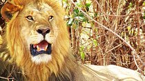 2 Days Amboseli All Inclusive Safari