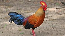 All Inclusive Wilpattu National Park Day Tour From Negombo 