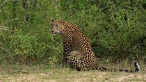 All Inclusive Wilpattu National Park Day Tour From Anuradhapura
