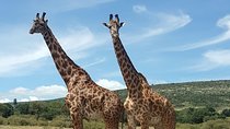 Full Day Tour to Amboseli National Park