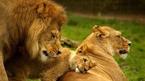 5 Day - Hluhluwe, Isimangaliso & Drakensberg Safari from Durban