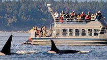 Whale watching tour to Mirissa From Hotels - Galle, Hikkaduwa, Bentota 