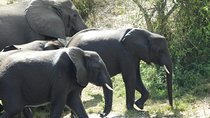 4 days Gorilla trekking and wildlife experience