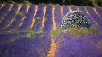 Half Day Lavender Road in Sault from Avignon