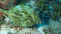 Cozumel diving