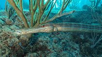 Diving package Sea and Cenotes 