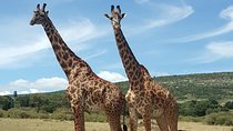 Day trip to Lake Nakuru National Park from 0600hrs(am) to 1900hrs(pm).