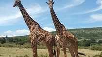 Lake Nakuru National Park,Lake Naivasha & Crescent Island Day Tour.