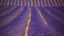 Full Day Ocean of Lavender in Valensole from Avignon