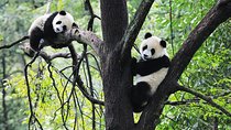 Chengdu Classic Day Tour of Panda Breeding and Research Center and Giant Buddha