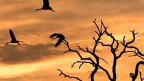 Full-Day Zimbabwe Zambezi National Park Safari & Lunch