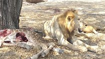 5 Day Nature Experience Mikumi and Ruaha + Ismila Stone Age+Maasai culture