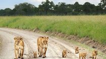 Nairobi national park ,Giraffe center and Beads factory