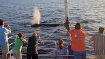 Pau Hana Sunset Cruise with the Whales