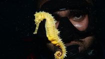 Shore Certified Night Diving - One Dive