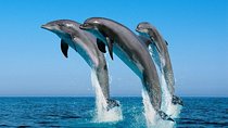 Dolphin House Snorkeling Trip Swim with Dolphins Hurghada