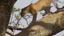 Jambo Jambo camping 3 Days Safari