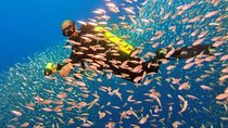 Scuba Diving From Aqaba City Or Talabay ( Beach )