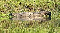 1 Night 2 Days Chitwan Jungle Safari Tour from Pokhara