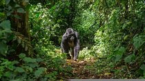 2 Days Murchison falls safari