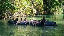 Blue Hole and River Tubing Tour from Montego Bay