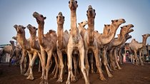 Tour to Camel Market of Birqash