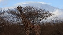 2 Days Amboseli Safari 