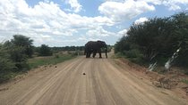 Pilanesberg Safari Day Tour