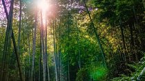 Private Two-Day Shu'nan Bamboo Forest with Farmhouse Stay