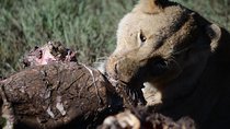 5 Days Tarangire ,Serengeti.Ngorongoro and Lake manyara